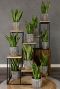Sansevieria laurentii langue de femme intérieur