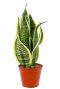 Sansevieria superba