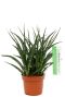 Sansevieria vrouwentong