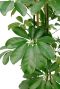 Alocasia Branchifolia Pink Passion blad