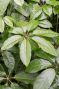 Schefflera amate blad 3