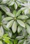 Hoya Krohniana Silver blad