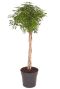 Schefflera arboricola luseana kamerplant