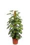 Schefflera Gold Capella