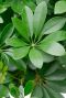 Alocasia Branchifolia Pink Passion blad