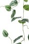 Hoya Krohniana Silver blad