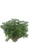 Schefflera arboricola