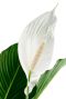 Spathiphyllum Sweet Sebastiano