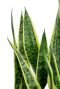 Monstera Siltepecana