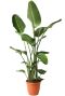 Monstera Siltepecana