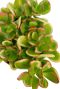 Succulent plant crassula