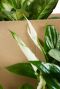 Monstera Siltepecana