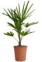 Trachycarpus fortunei palm 5