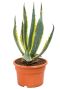 Unieke agave americana kamerplant