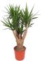 Yucca elephantipes groot