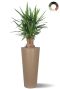 Yucca in hoge plantenbak