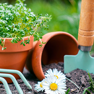 Tuinplanten soorten