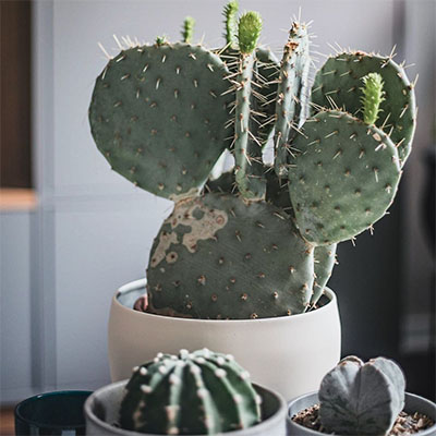 Cactus in pot woonkamer