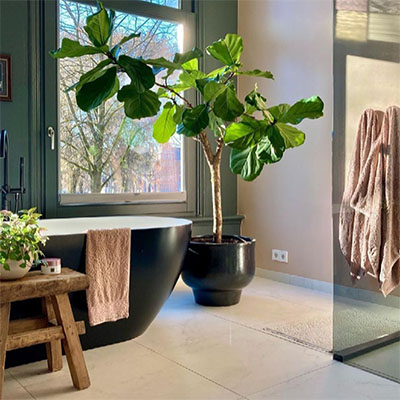 Ficus in pot badkamer