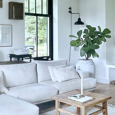 Ficus in pot woonkamer