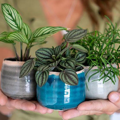 Peperomia in pot