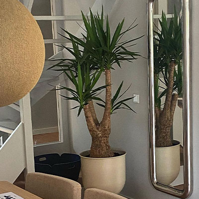 Yucca in pot woonkamer