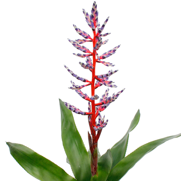 Aechmea bloem blue rain