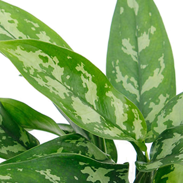 Aglaonema met groot blad kopen