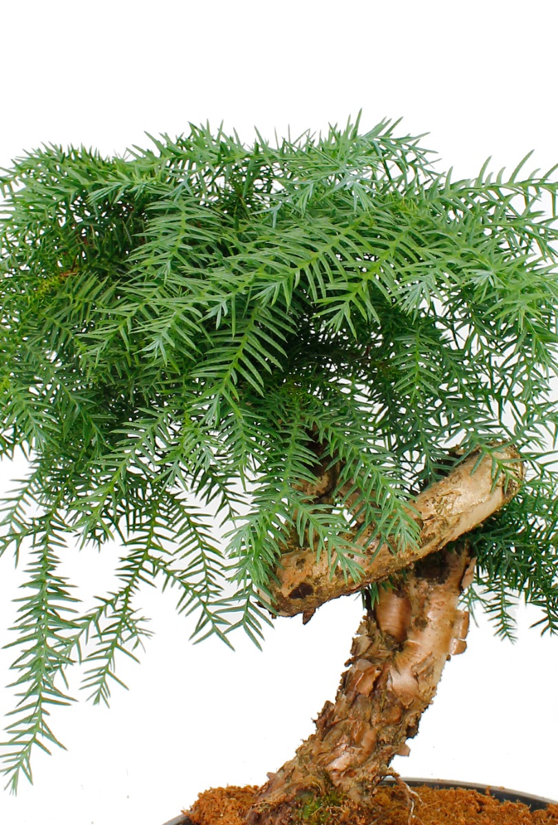 Araucaria bonsai kopen