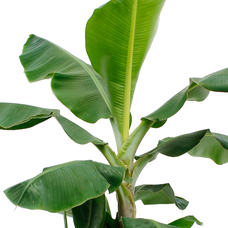 Bananenplant hydrocultuur