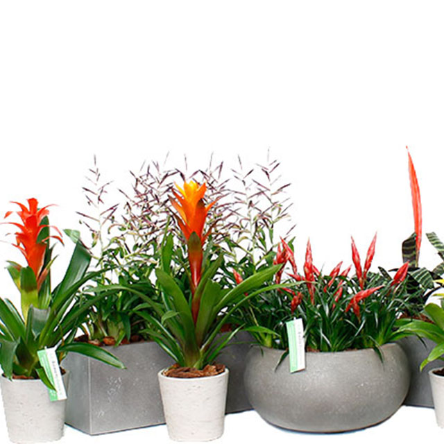 Bromelia kopen?