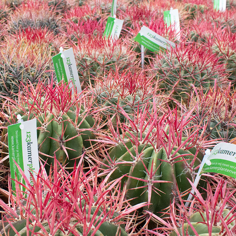 Cactus succulent kopen