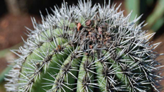 Pachycereus kopen