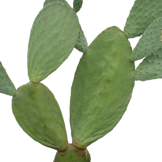 Cactus Opuntia