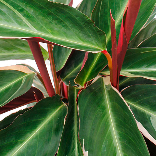 Calathea Triostar