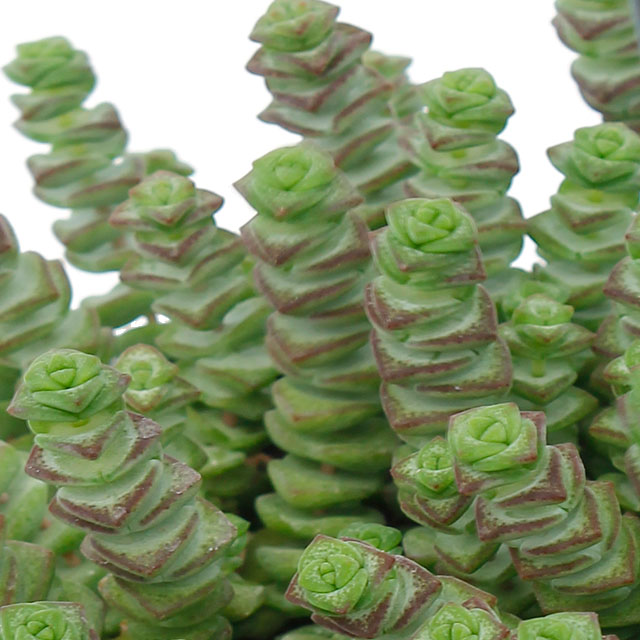 Crassula Hottentot