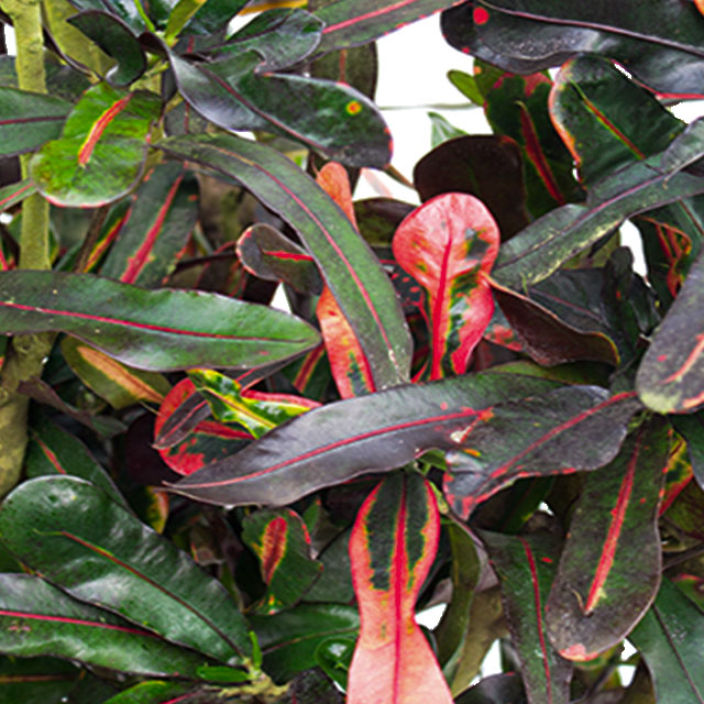 Croton Mammi