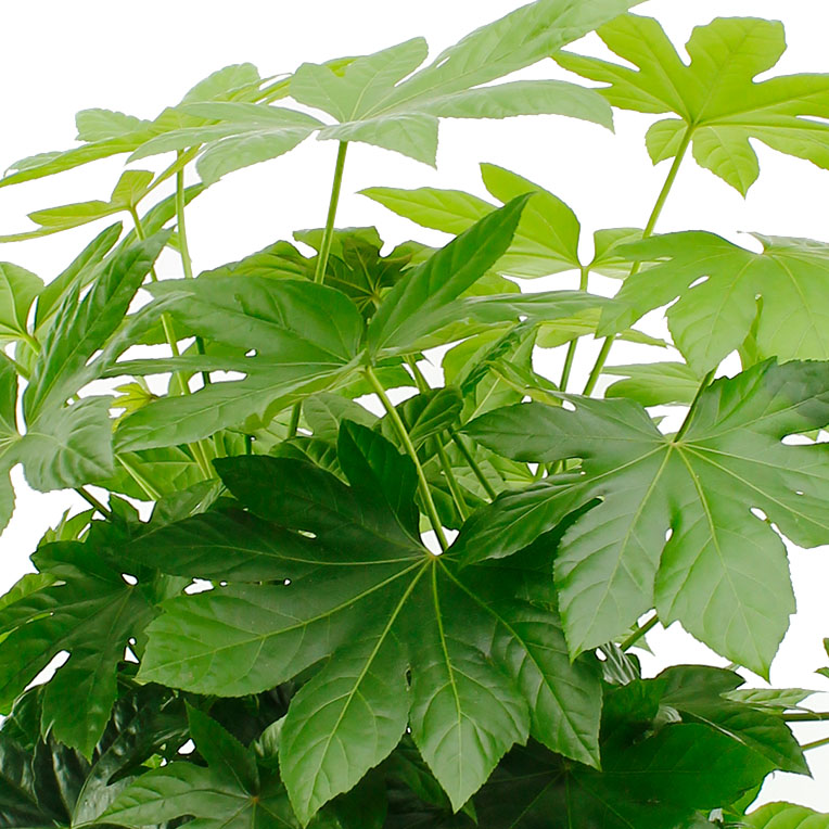 Fatsia kopen 