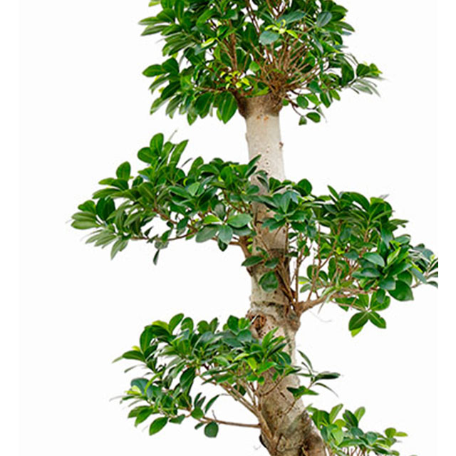 Ficus Microcarpa ginseng kopen