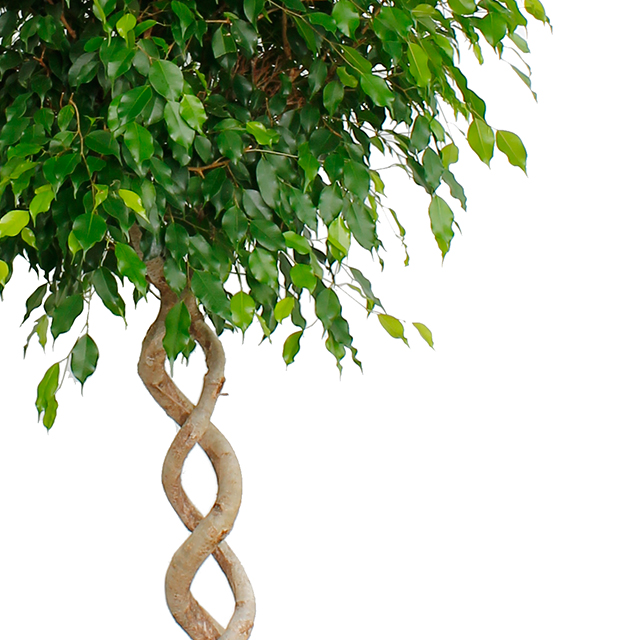Ficus benjamina kopen