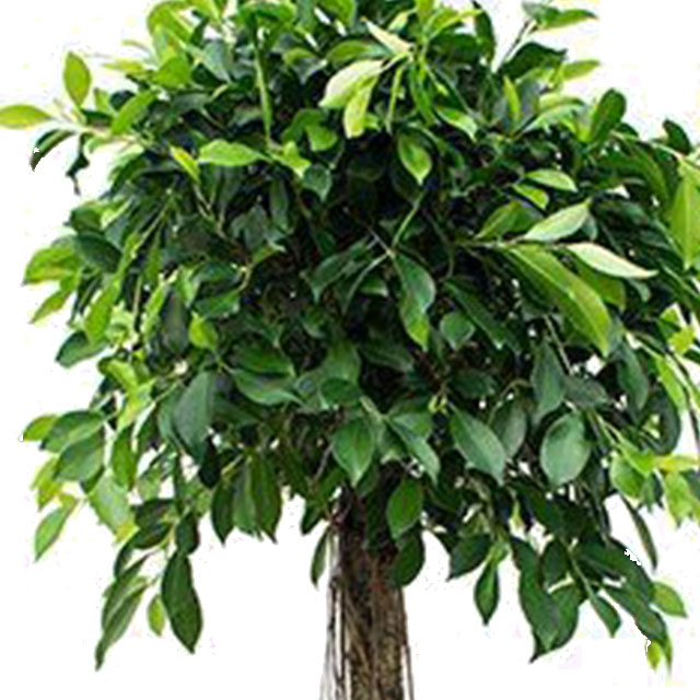 Ficus Nitida kopen