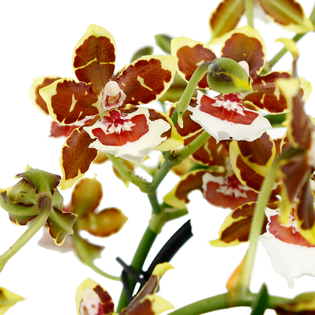 Colmanara Orchidee kopen