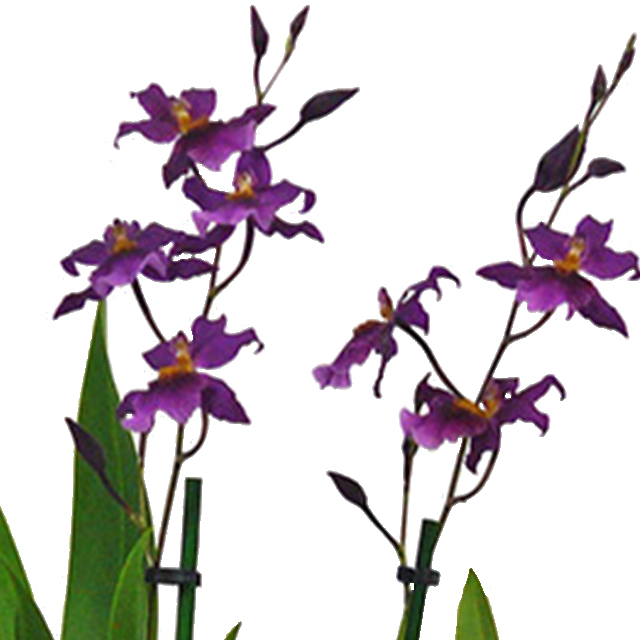 Orchidee Goodaleara kopen
