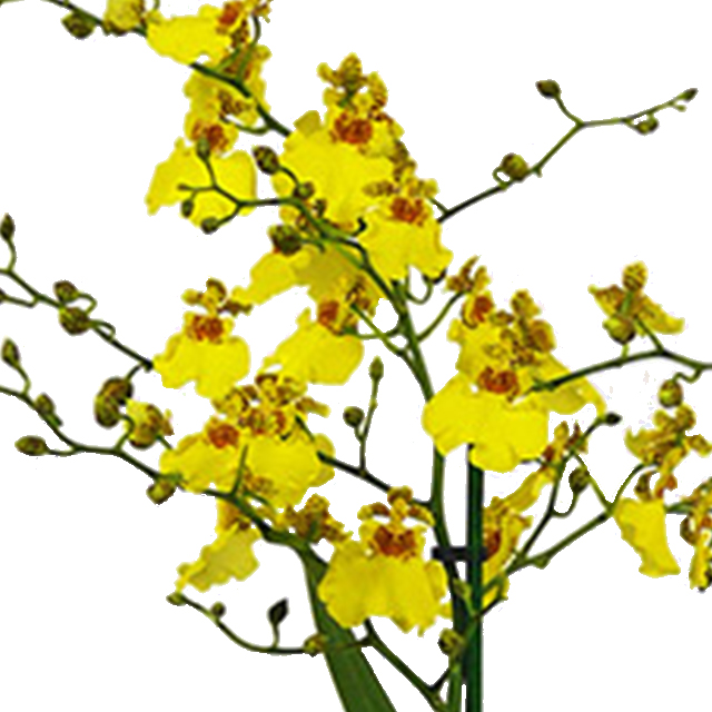 Orchidee Oncidium kopen