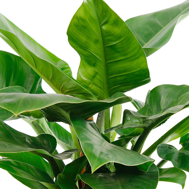 Philodendron Imperial Green kopen