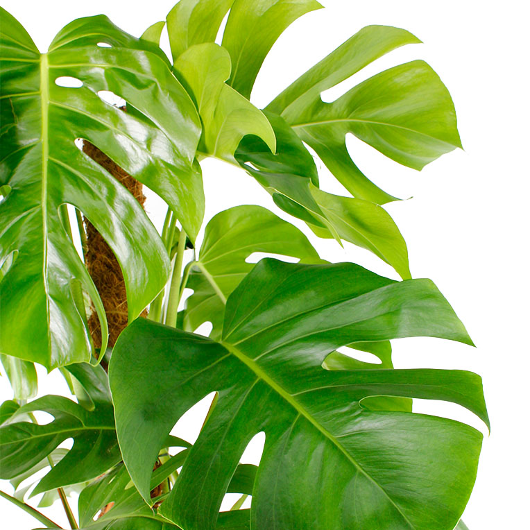 Philodendron kopen