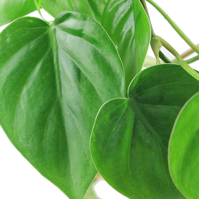 Philodendron scandens kopen
