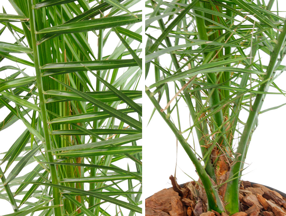 Phoenix Canariensis blad en stam 