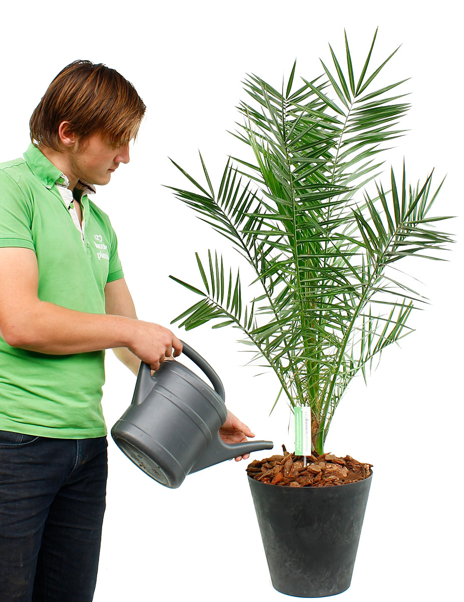 Phoenix Canariensis water geven