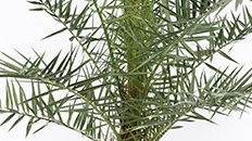 Phoenix Canariensis kopen